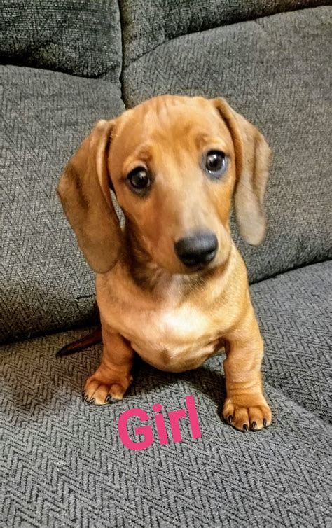 <strong>Dachshund Puppies for Sale</strong> Arizona. . Dachshund puppies for sale in phoenix